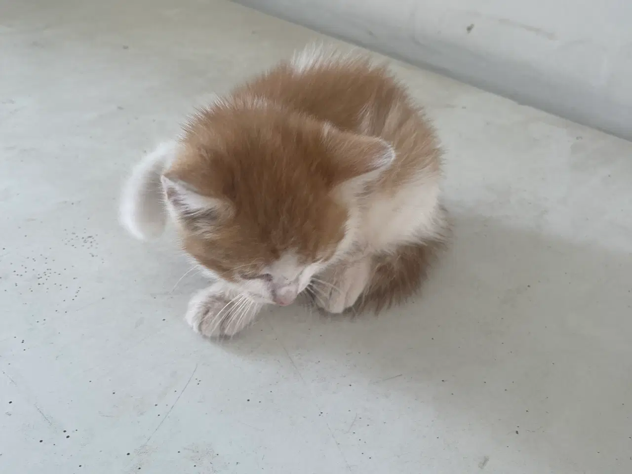 Billede 3 - Garfield killing - klar 01.09