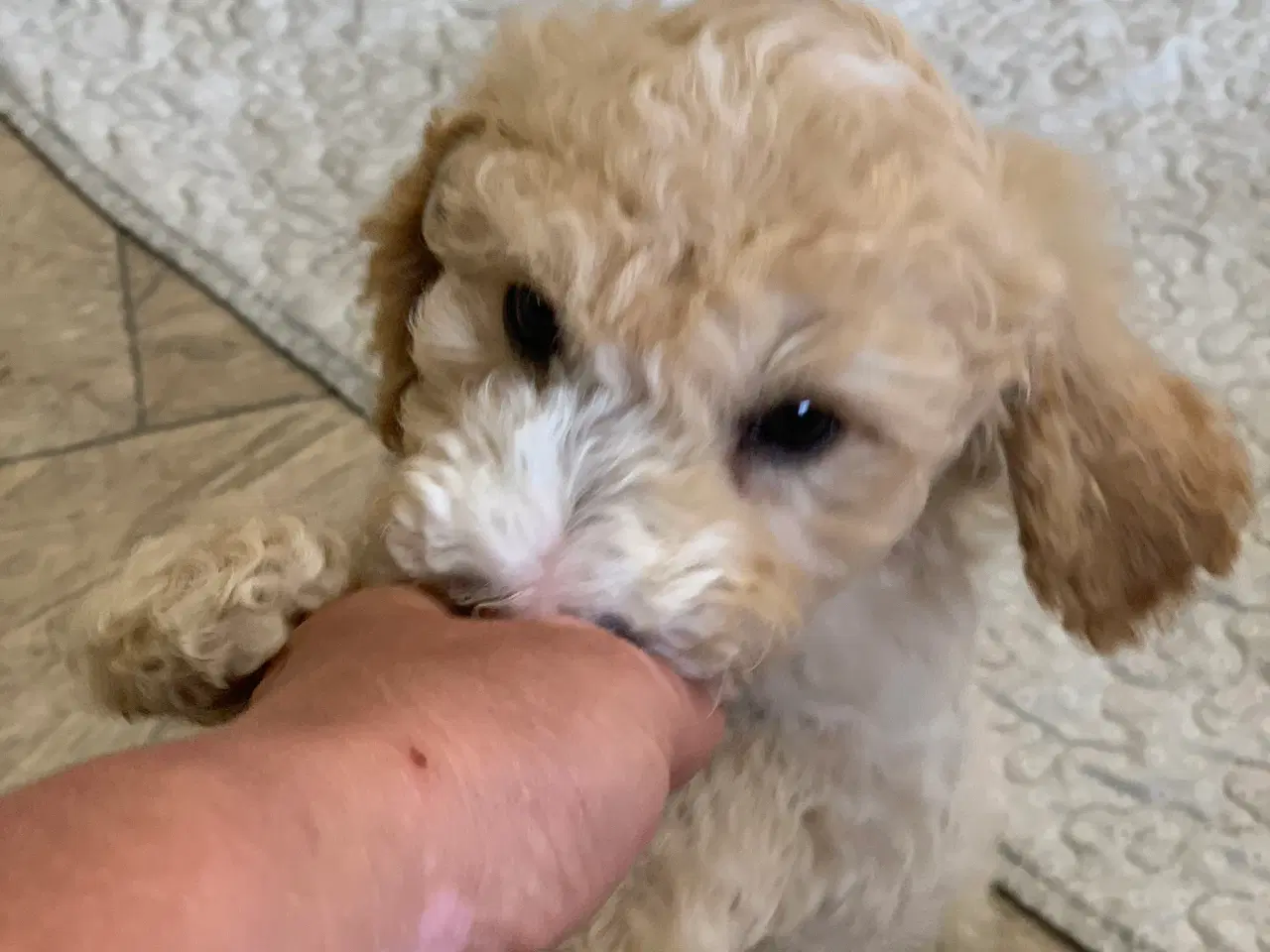 Billede 14 - Maltipoo babyer er rejse klar nu 