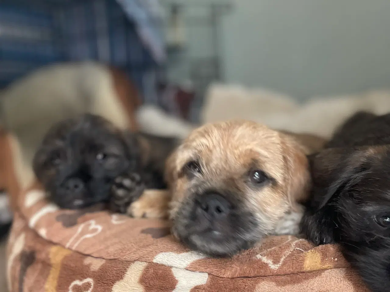 Billede 2 - Fransk cavapoo hvalp 10 uger