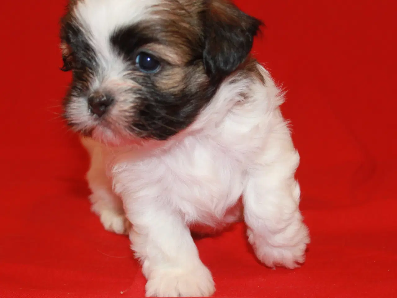 Billede 2 - Lhasa Apso hvalpe