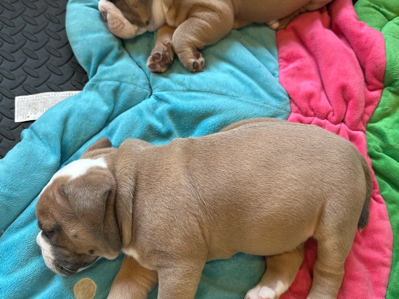 Billede 5 - Old english bulldog