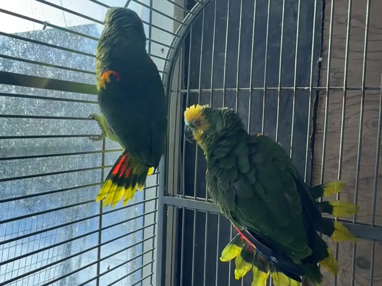 Billede 2 - Blåpandet Amazonepapegøjer