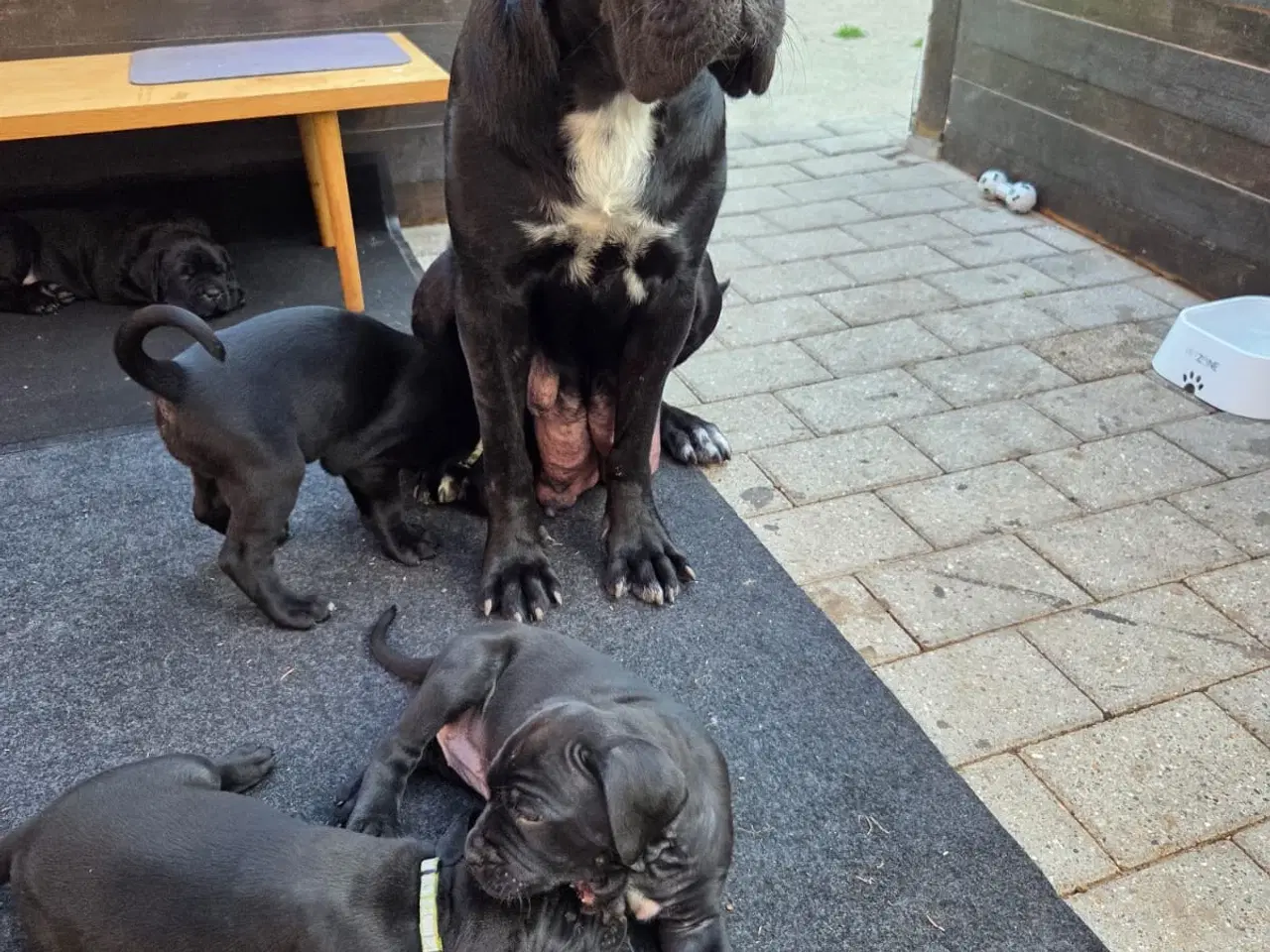 Billede 7 - Cane Corso italiano 