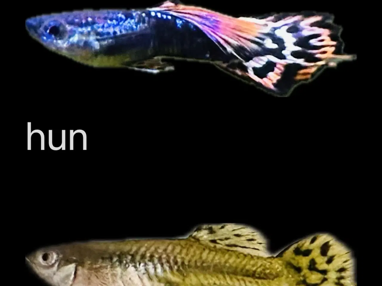 Billede 9 - Renstammede guppyer