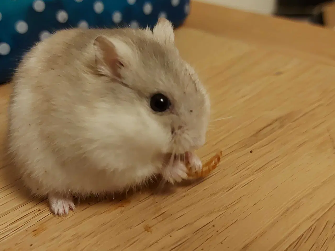 Billede 3 - Søde Hamster 