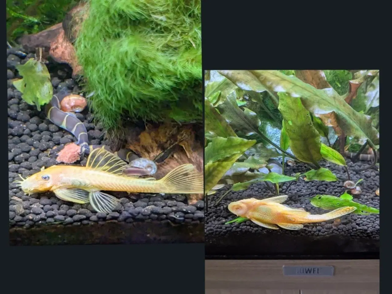 Billede 3 - Juwel akvarie 125L