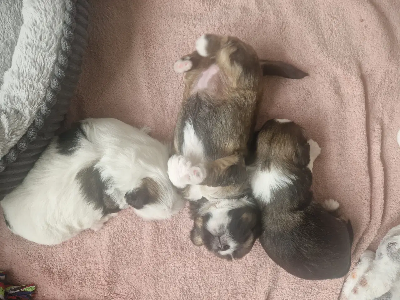 Billede 3 - Lhasa apso/ shih tzu blandingshvalpe 