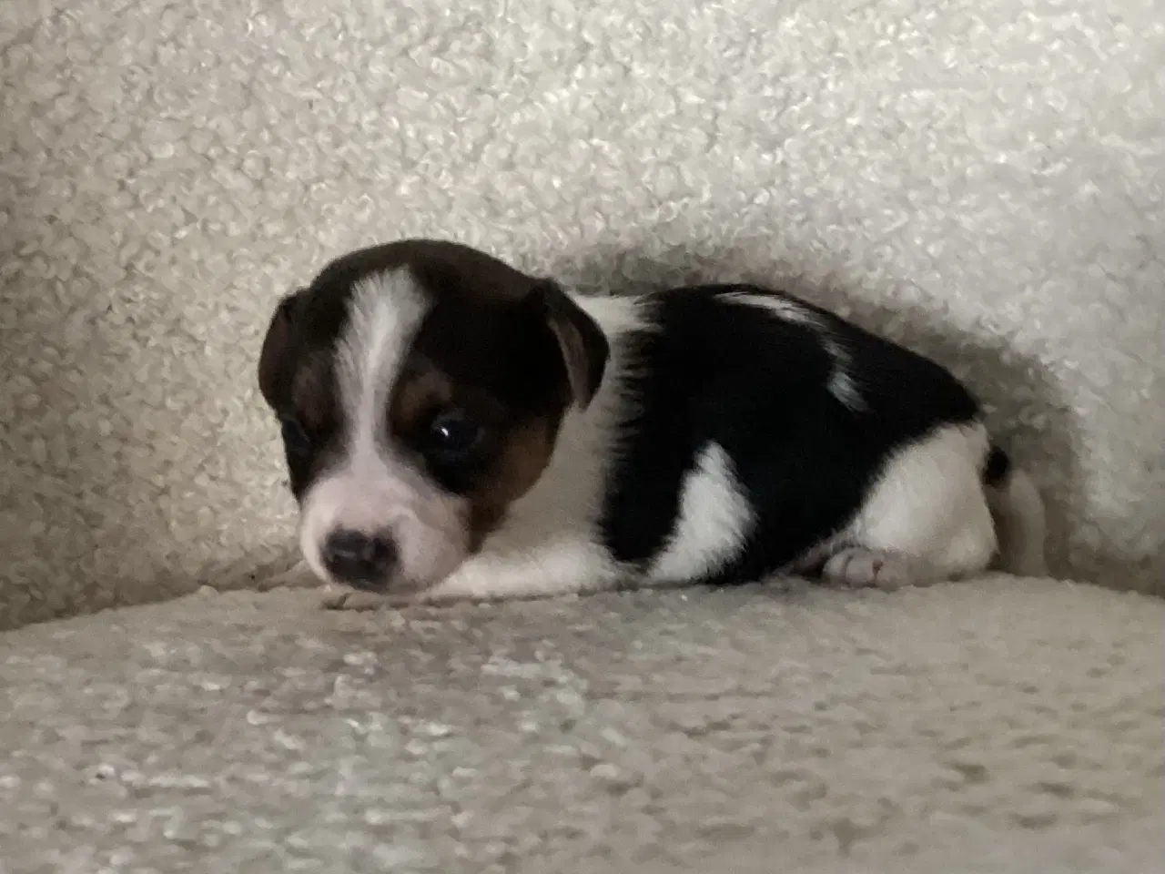 Billede 3 - Chihuahua/Jack Russell hvalpe