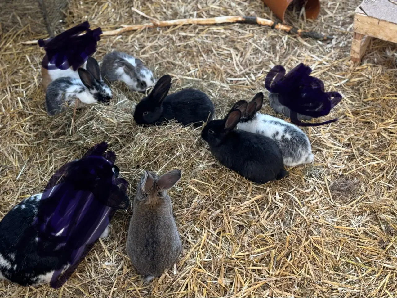 Billede 3 - Mix af store racer