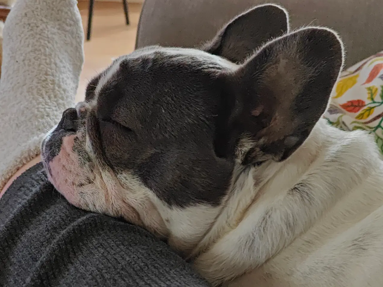 Billede 3 - Fransk Bulldog sælges