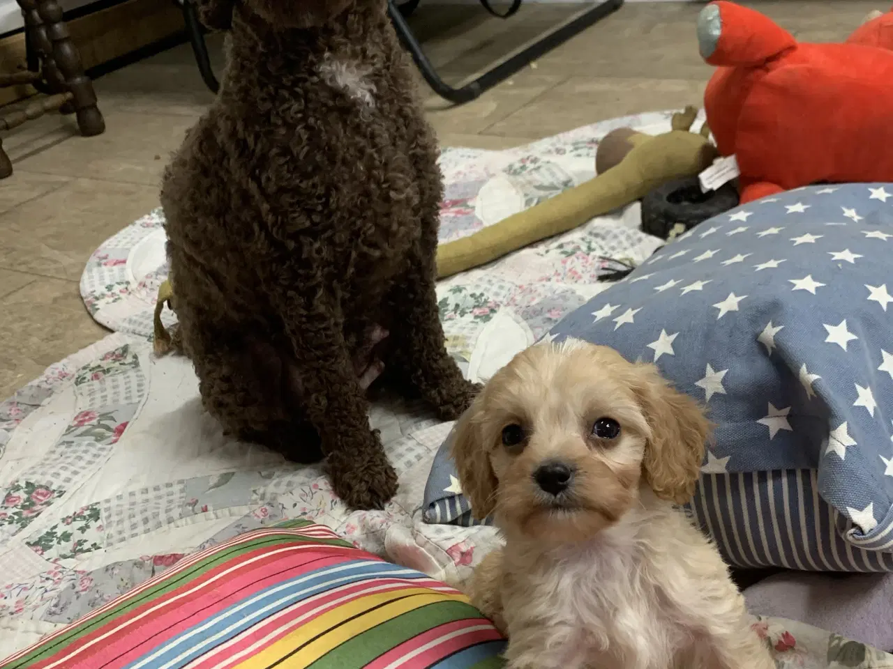 Billede 4 - Mini cavapoo babyer F1