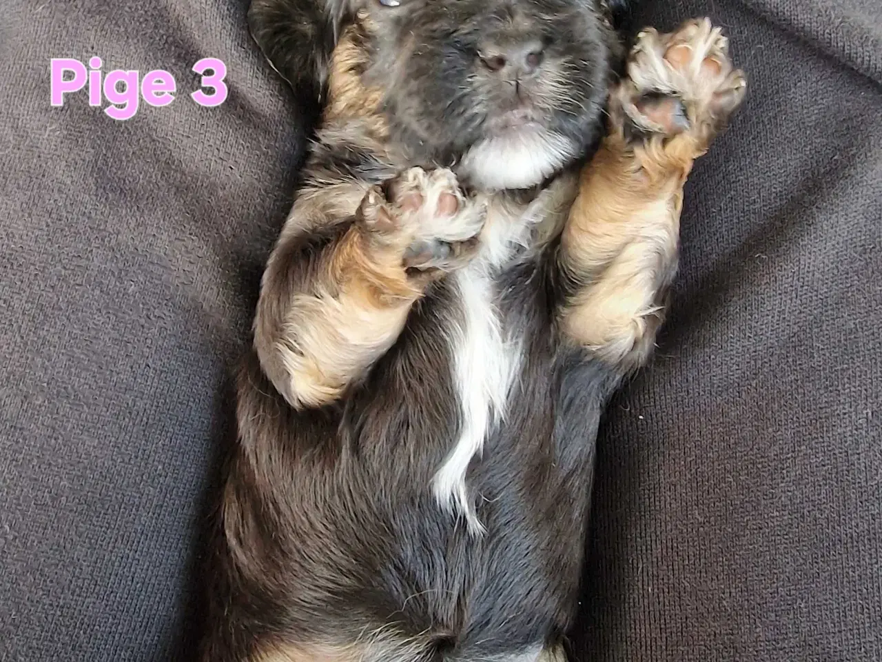 Billede 4 - Smukke Bichon Havanais hvalpe