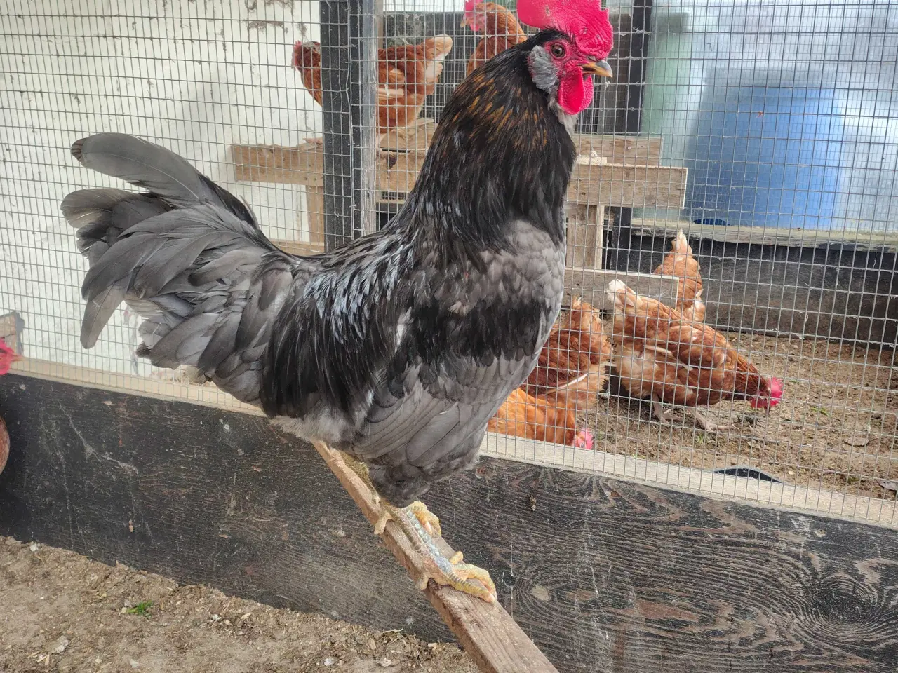 Billede 1 - Høns 