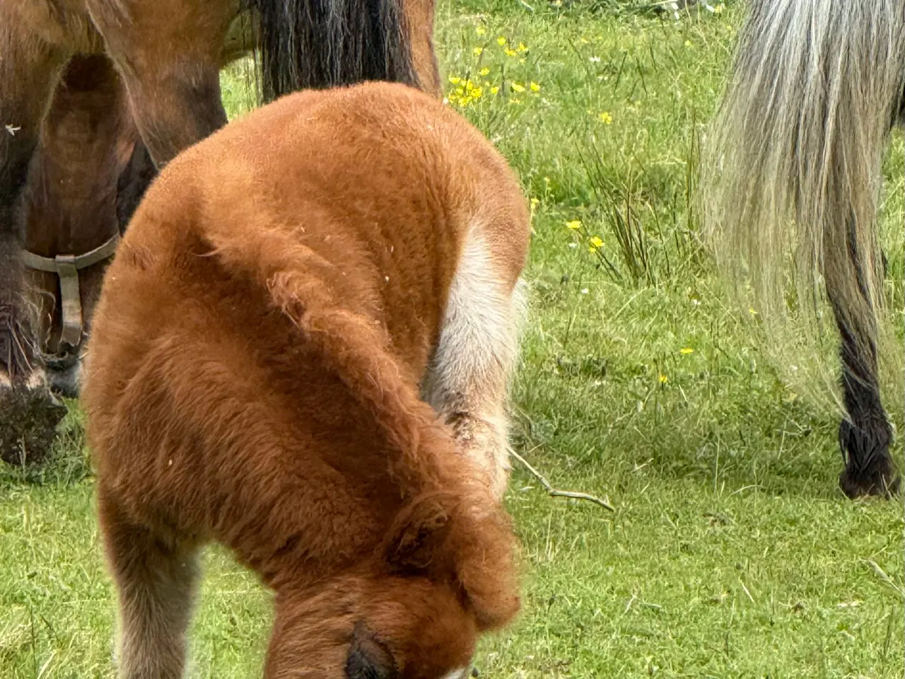 Billede 6 - Mini Pony 