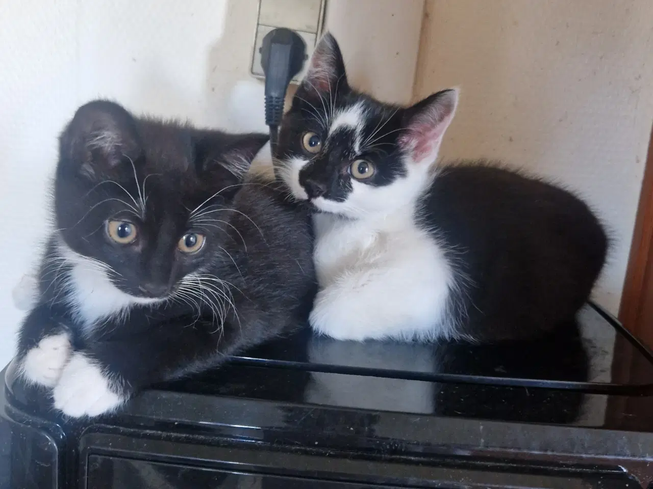 Billede 5 - kattekillinger