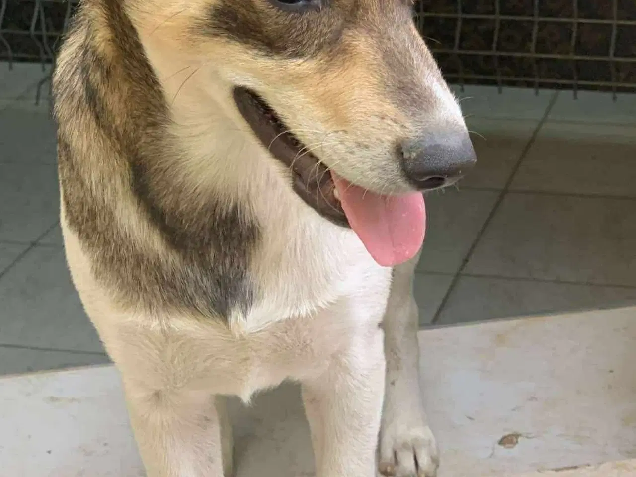 Billede 13 - Erik med de flyvende ører søger familie