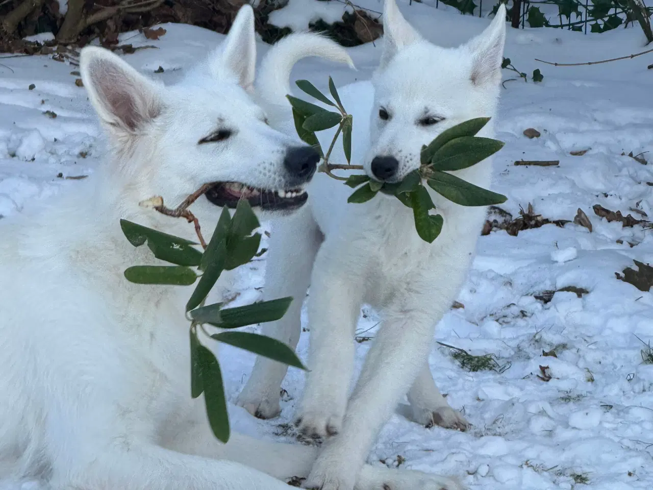 Billede 3 - Flot hvid dreng