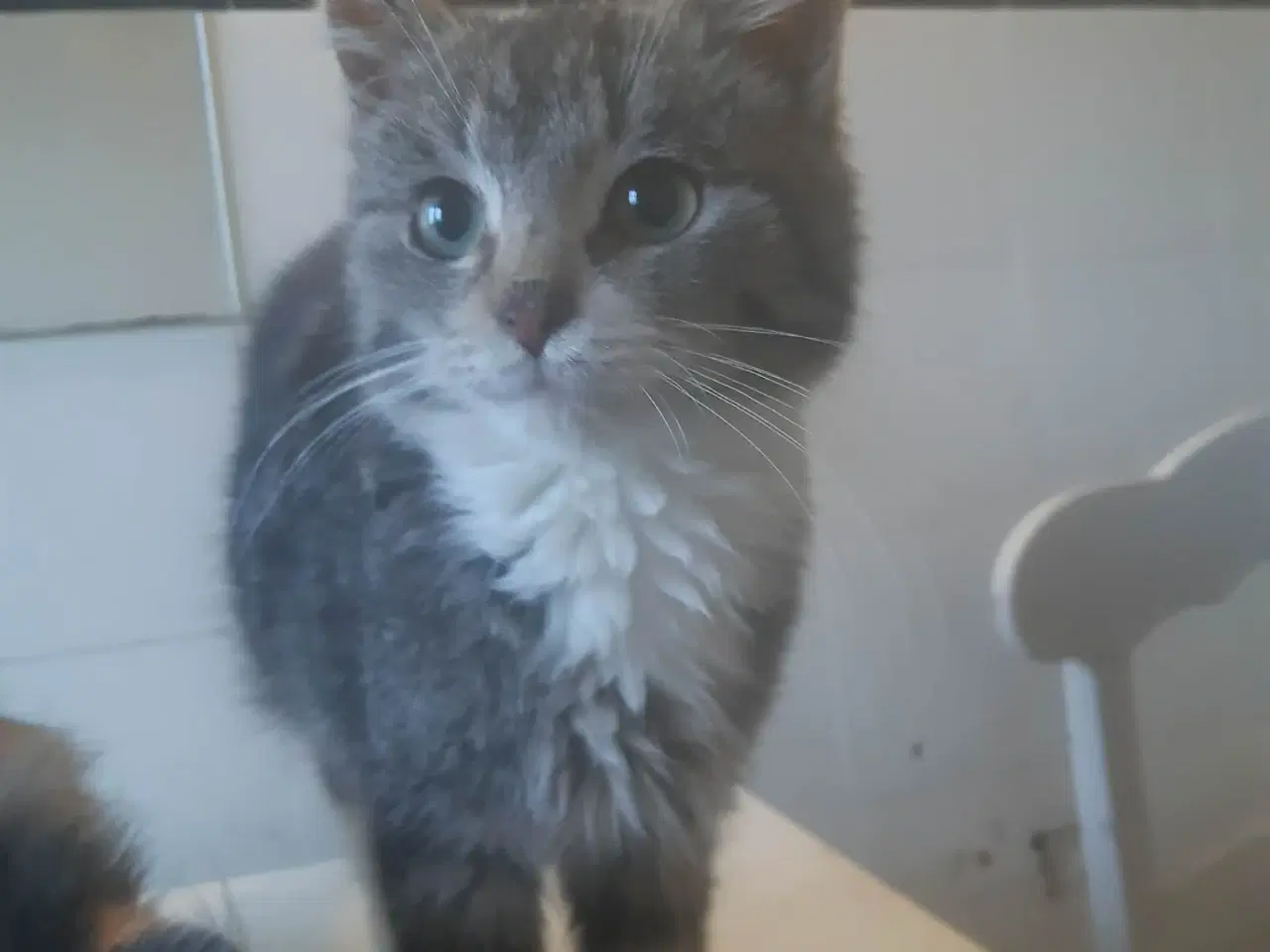 Billede 3 - Maine coon blanding 