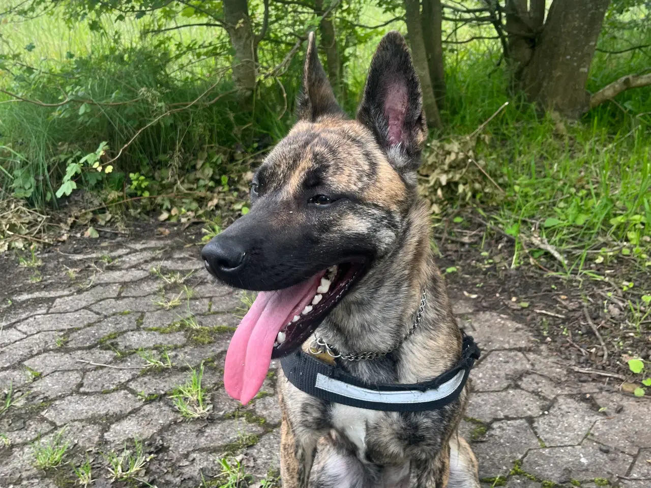 Billede 10 - 5 skønne hvalpe søger nyt, kærligt hjem 🐶 