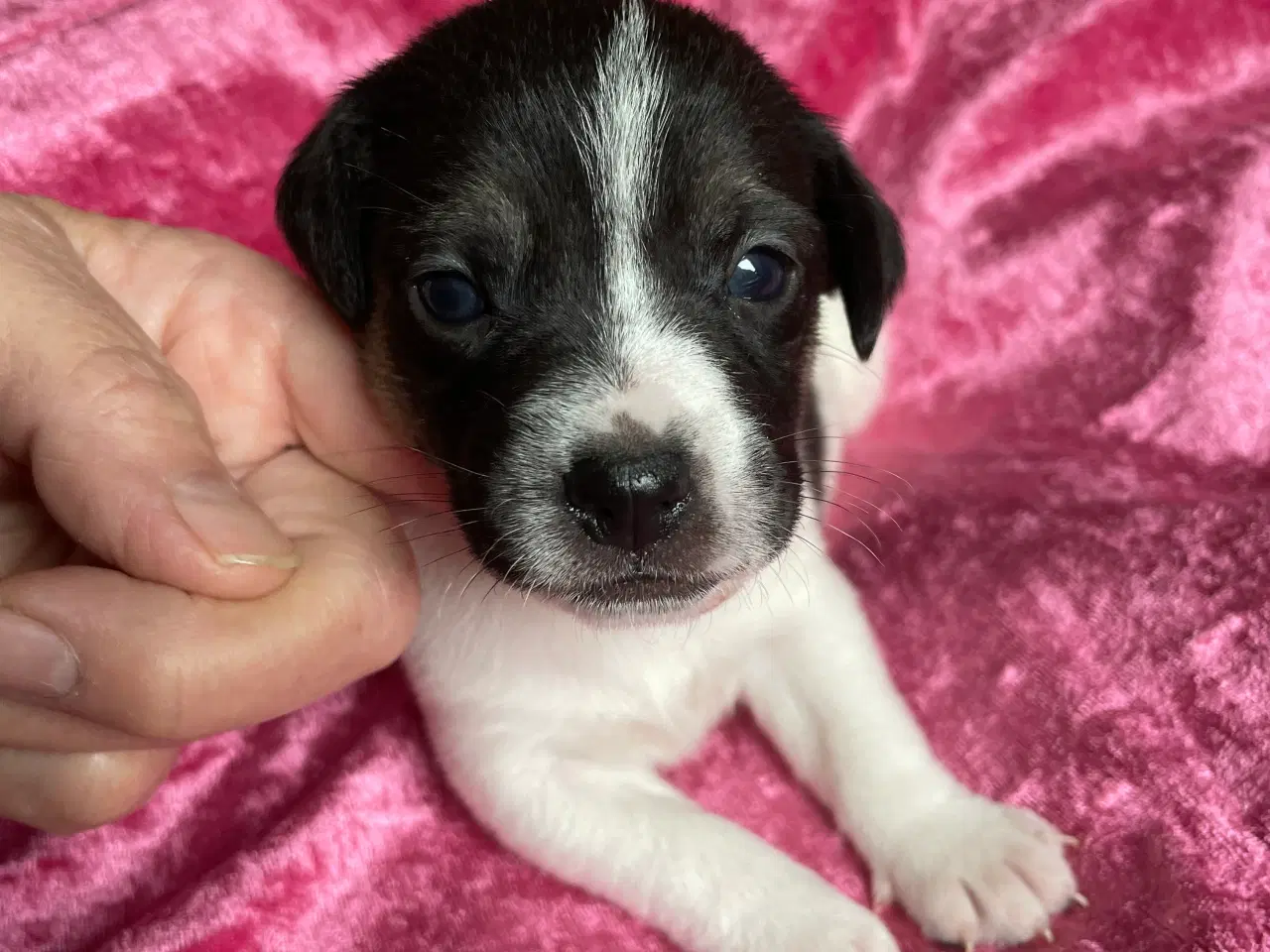 Billede 2 - Dansk Svensk Gårdhund 