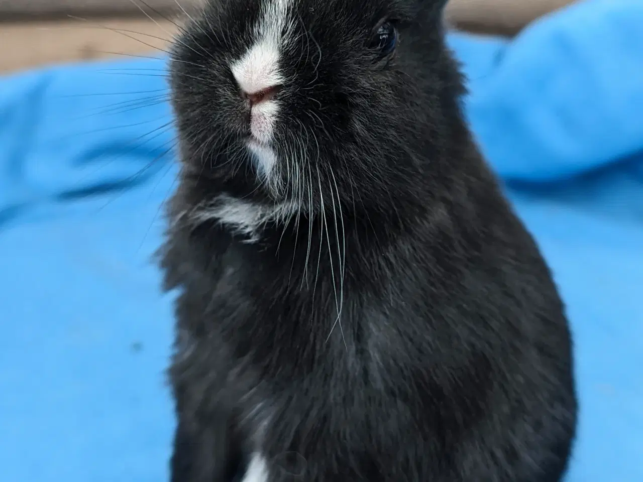 Billede 5 - Hermelin kaninunge sælges 