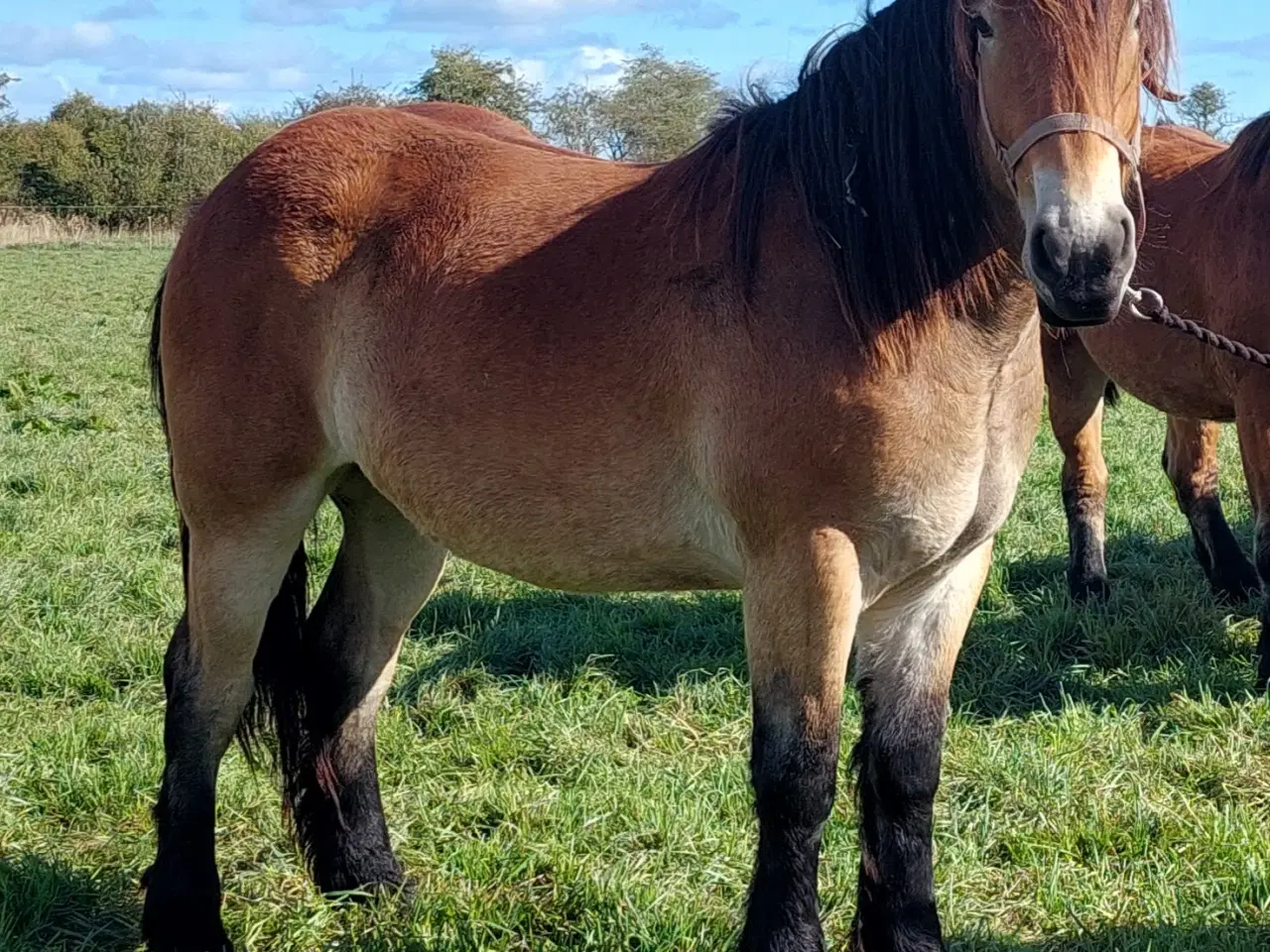 Billede 1 - 2 års belgier hoppe 