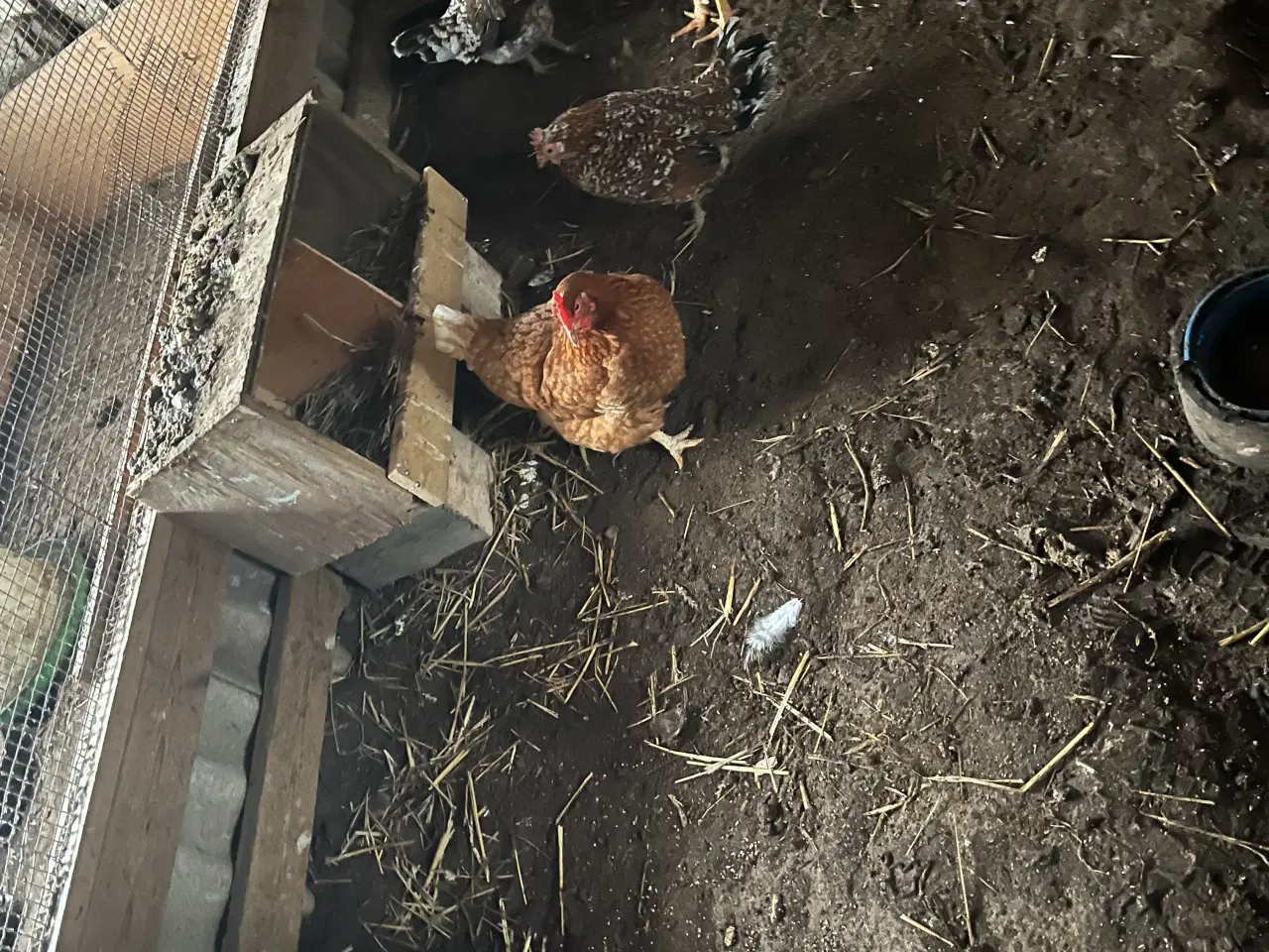 Billede 1 - 4 høns og en hane 