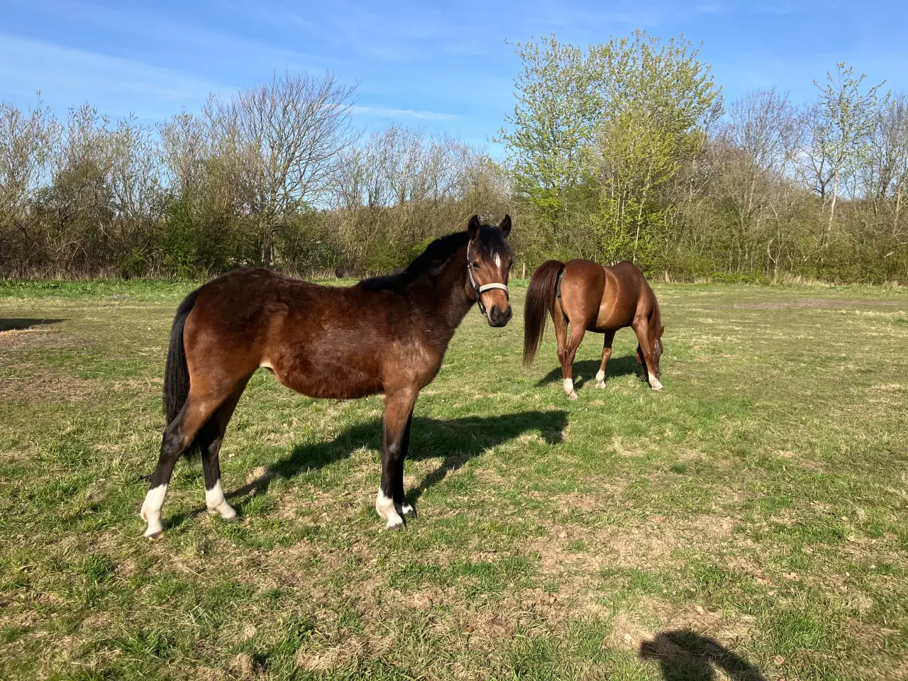 Billede 2 - 1’er ponyer 