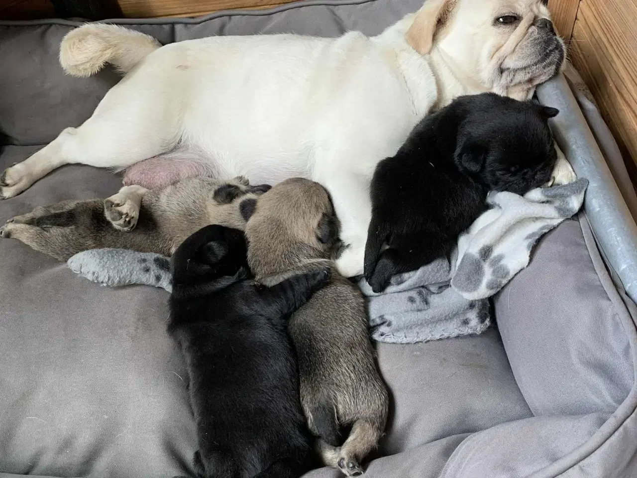 Billede 4 - Små frække moppeloppe bamser