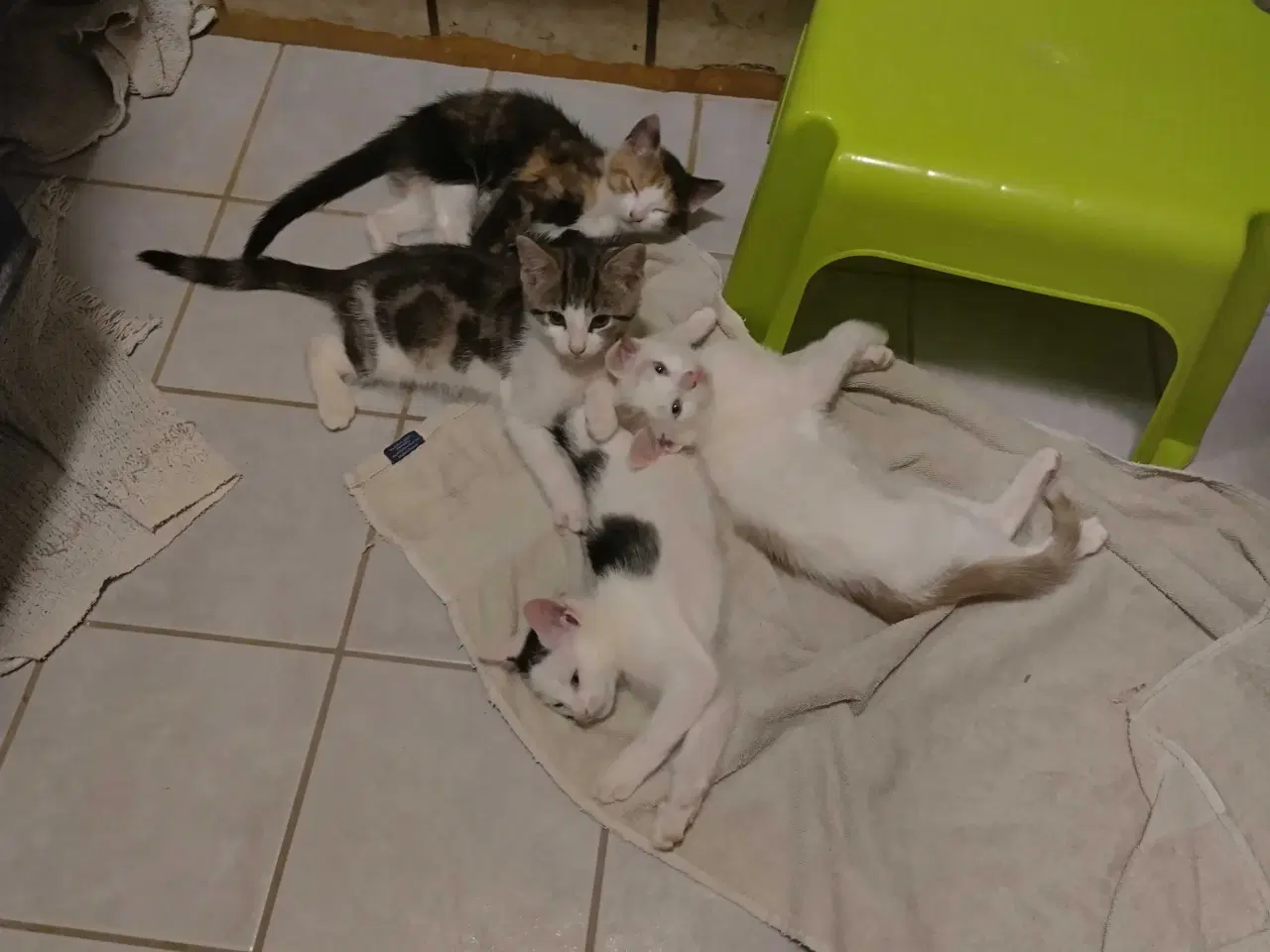 Billede 3 - Kærlige, søde, renlige og legesyge killinger