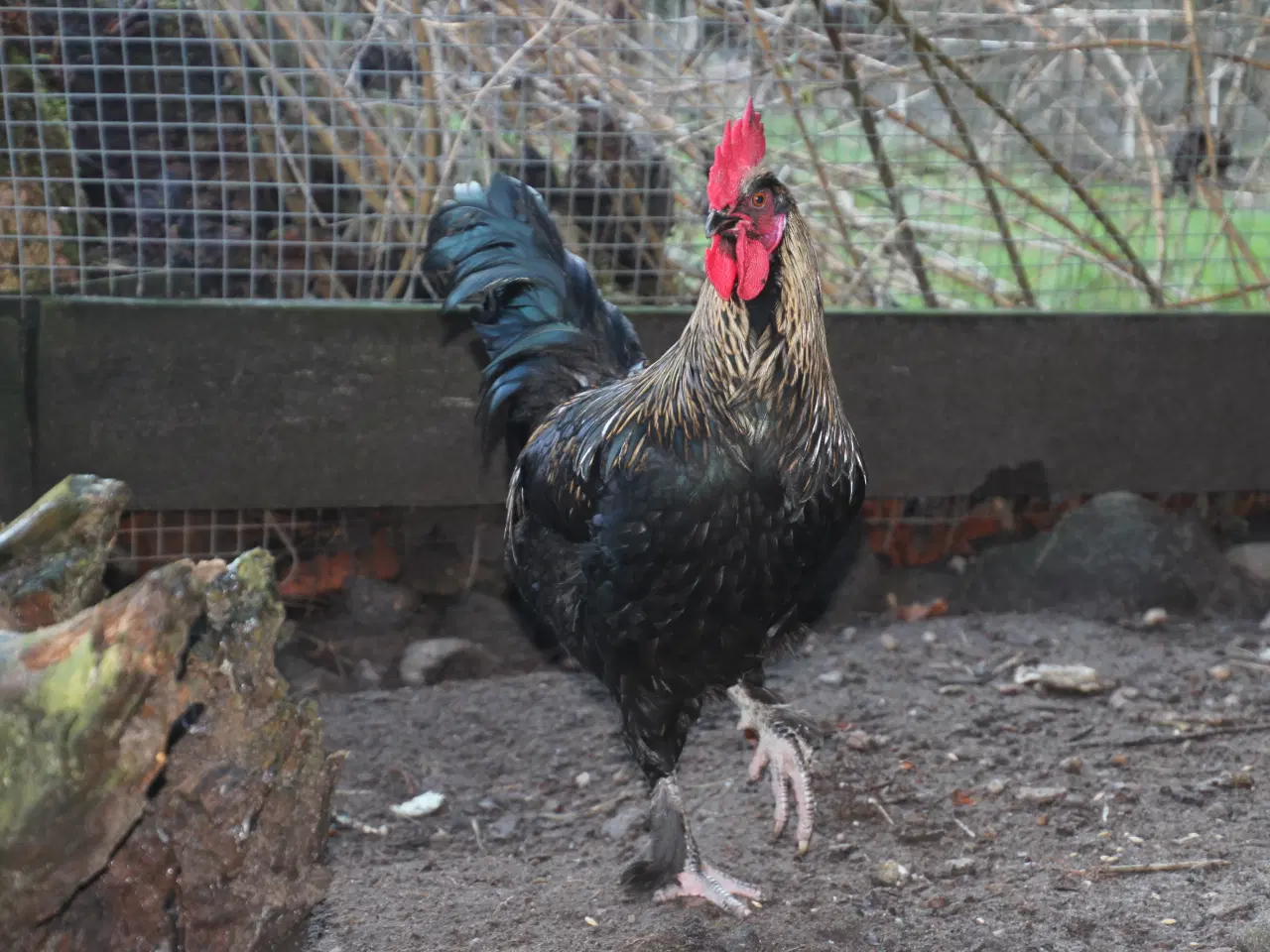 Billede 2 - Hanen - der skulle have været en høne