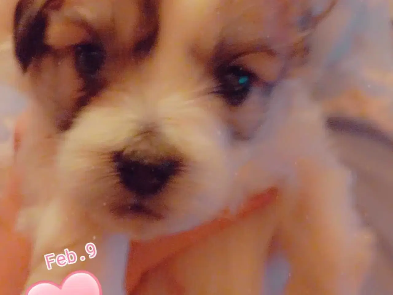 Billede 7 - Cotonese Hvalpe 