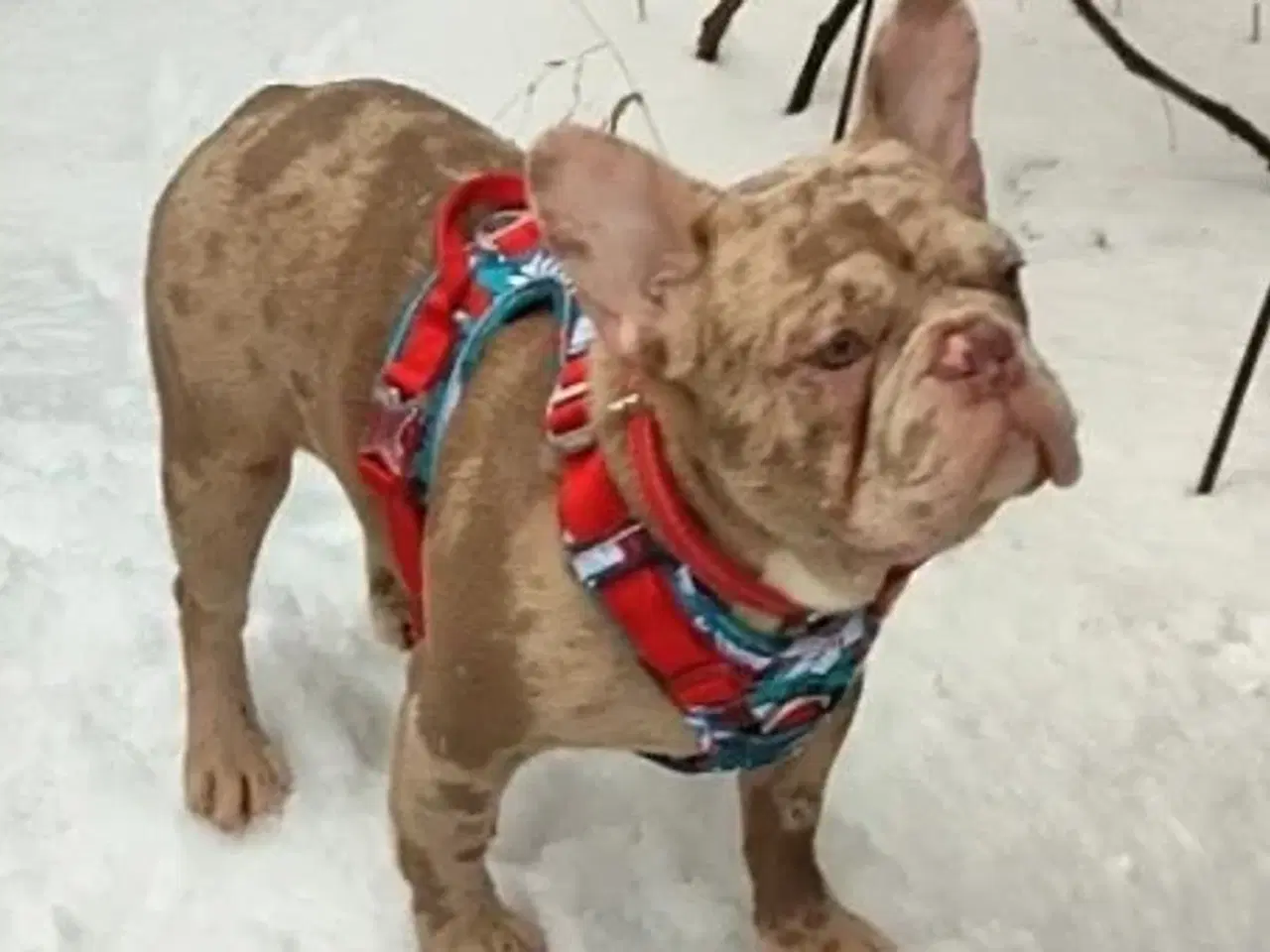 Billede 6 - Fransk bulldog