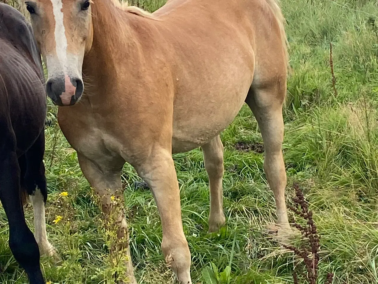 Billede 2 - Haflinger 