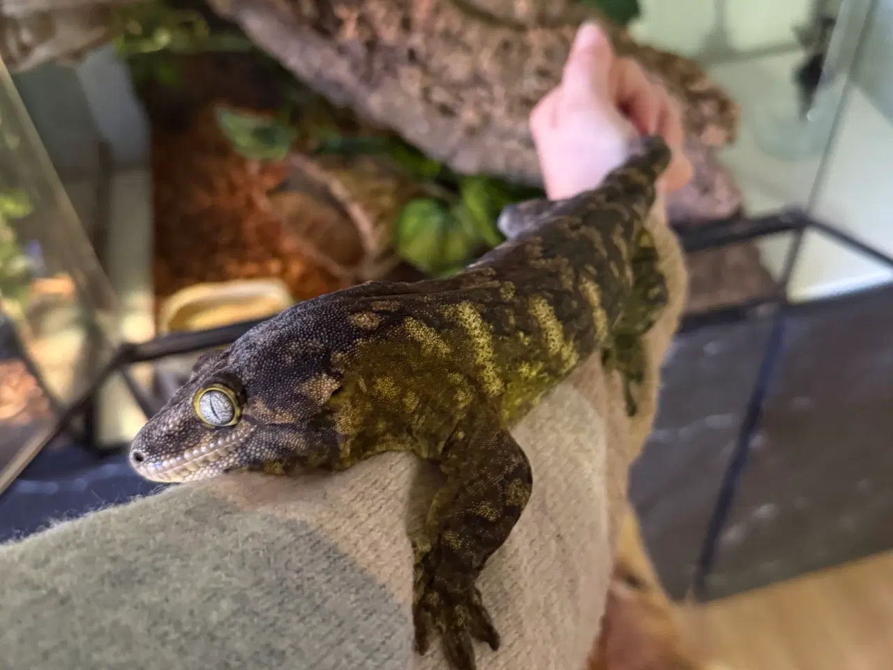 Billede 3 - Rhacodactylus leachianus (Nuu Ami-lokalitet) 0:1