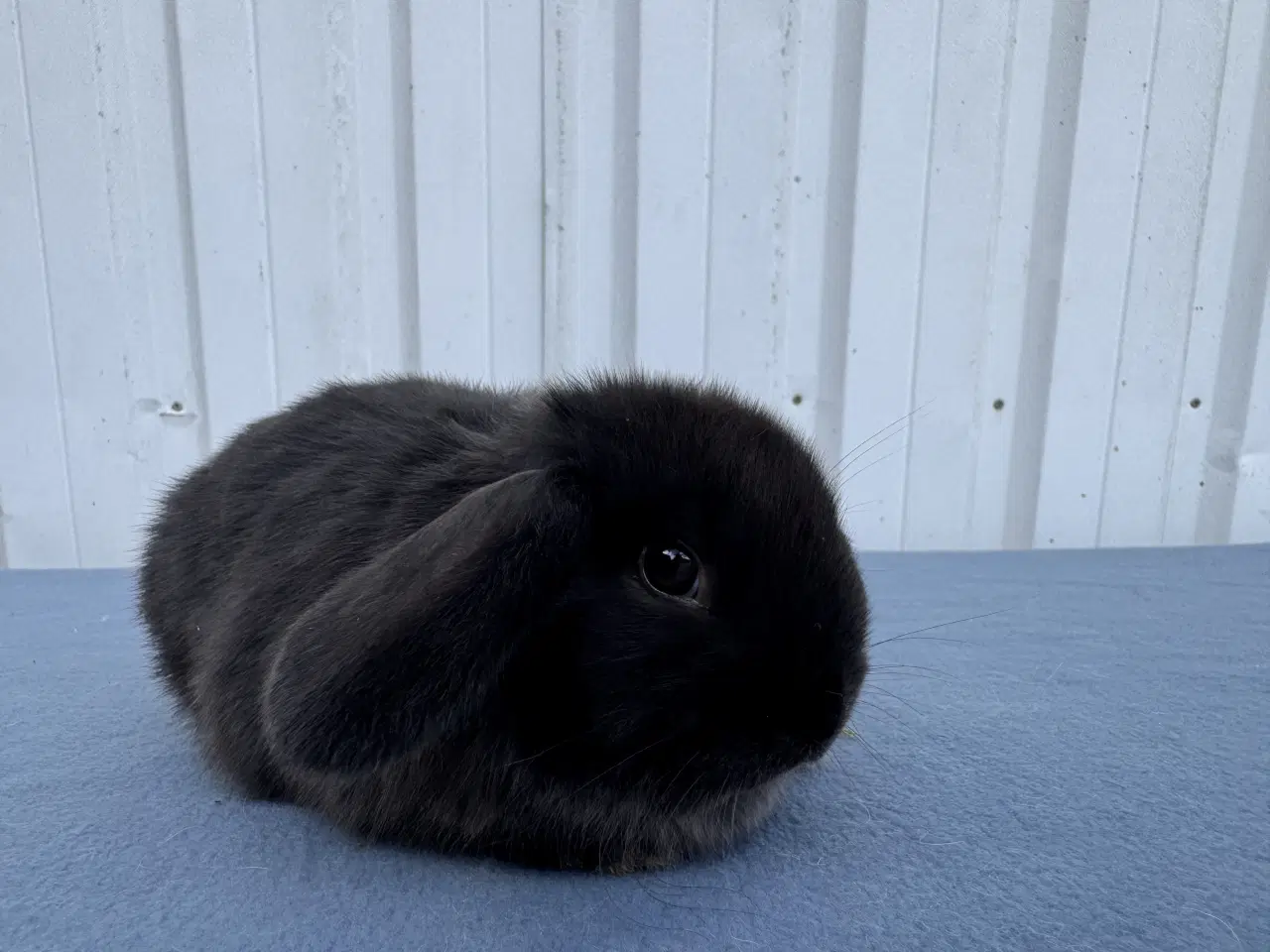 Billede 3 - Dværgvædder hunkanin