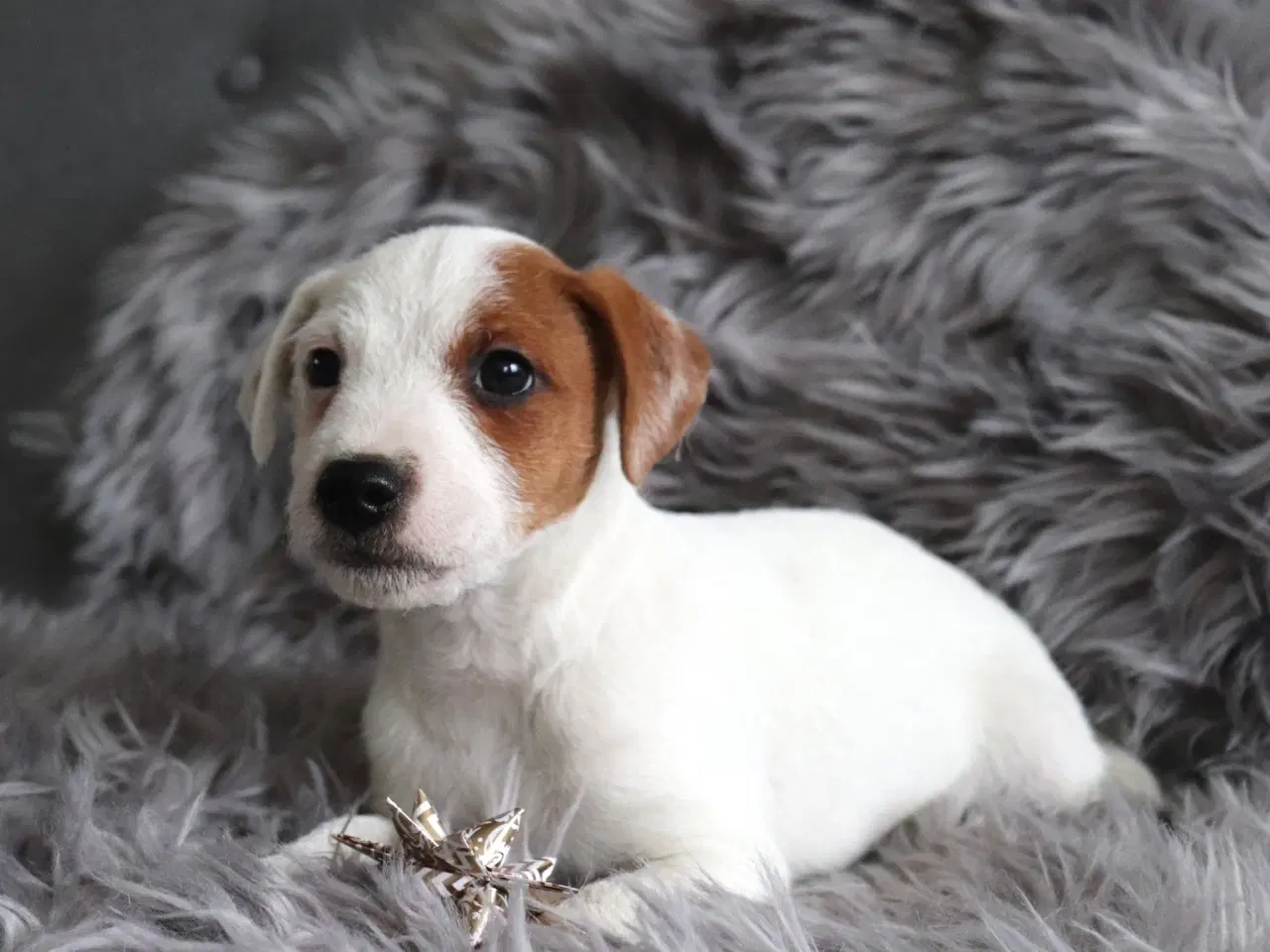 Billede 4 - Jack russell terrier hvalpe