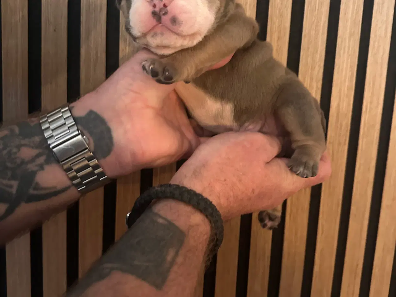 Billede 17 - English bulldog