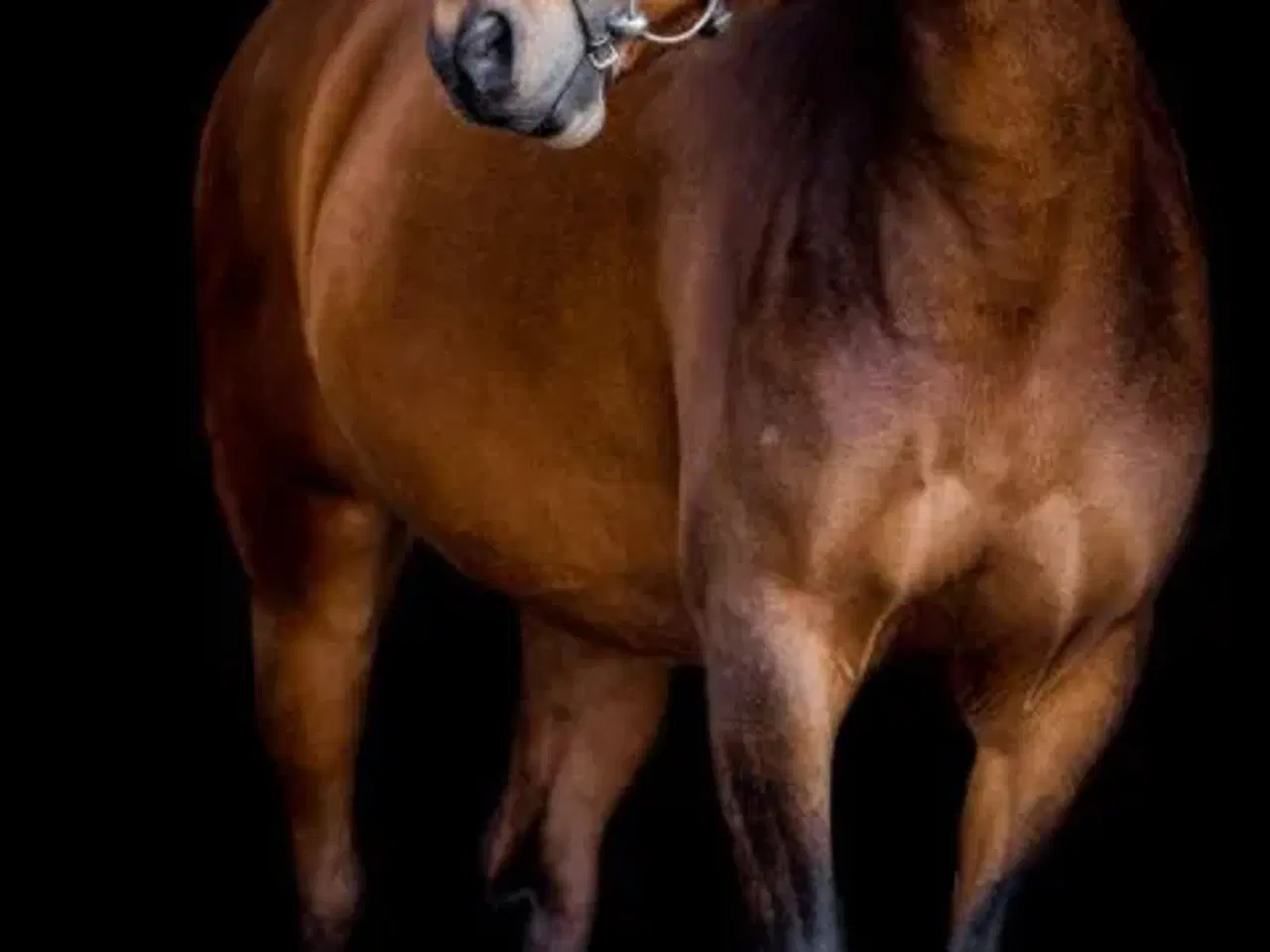 Billede 3 - Hest og ponyer søges til Egtved Rideklub