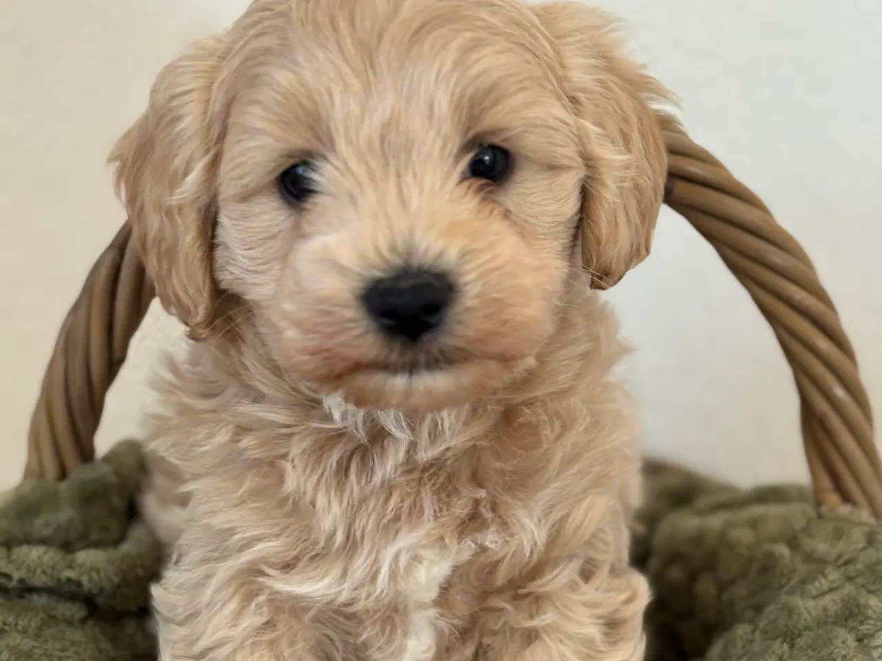 Billede 2 - ✨Skøn maltipoo han søger sit nye hjem✨