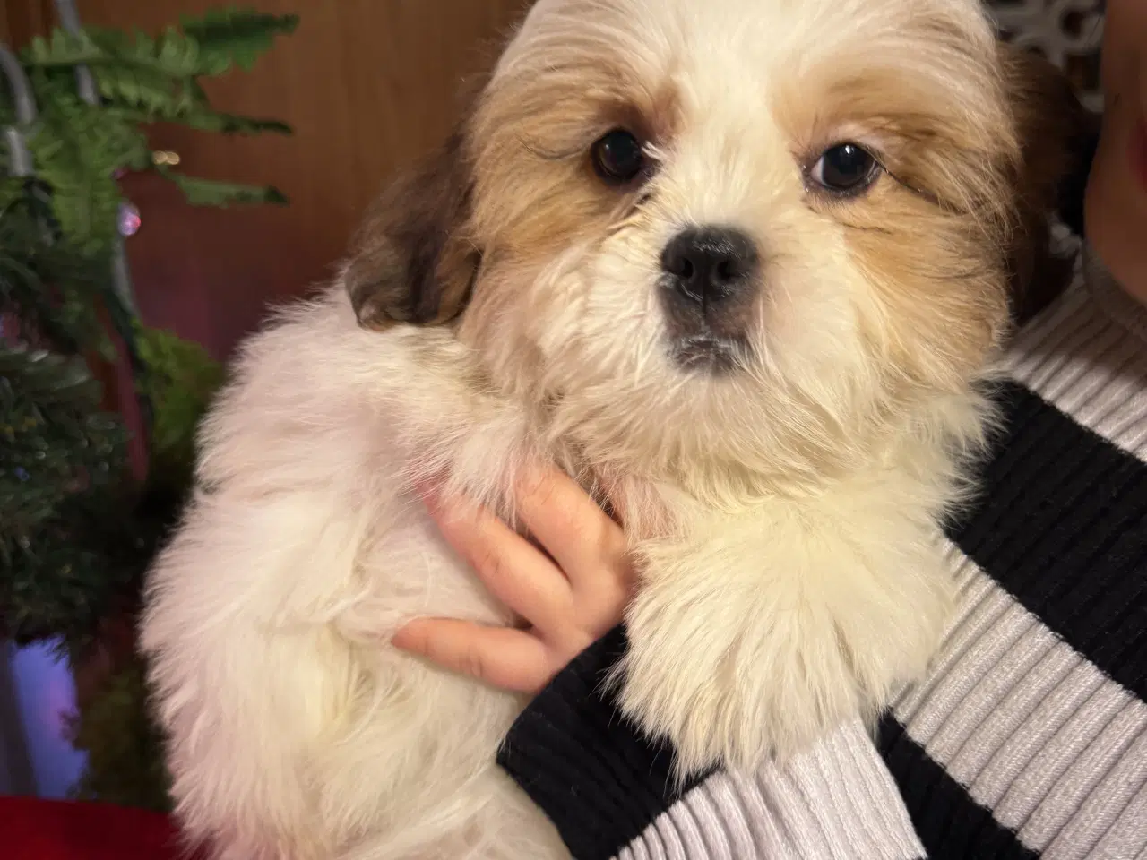 Billede 2 - Shih tzu-mor/ Coton de Tulear-far