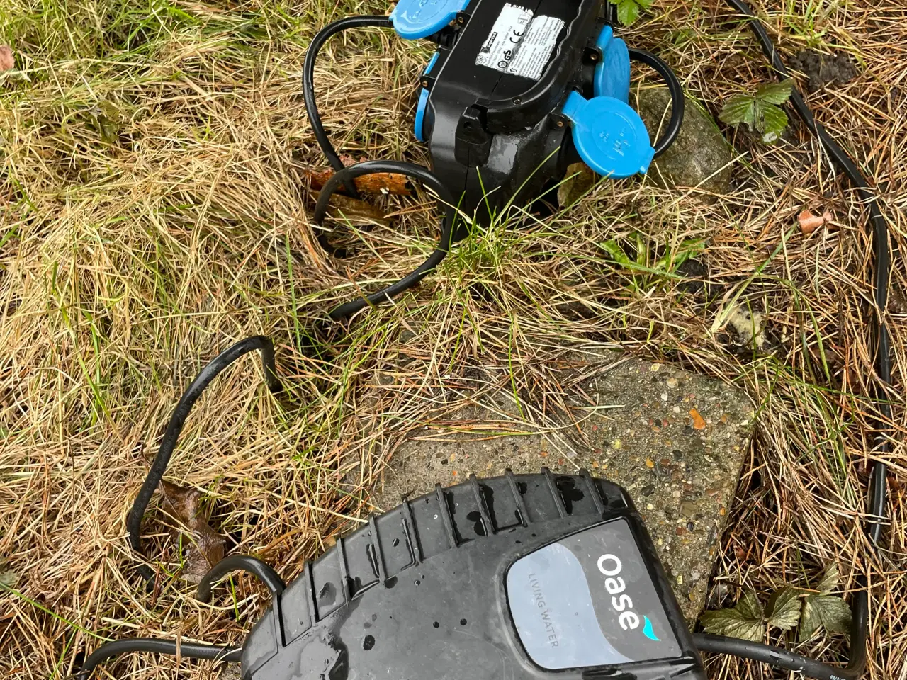 Billede 6 - Koi karper og guldfisk