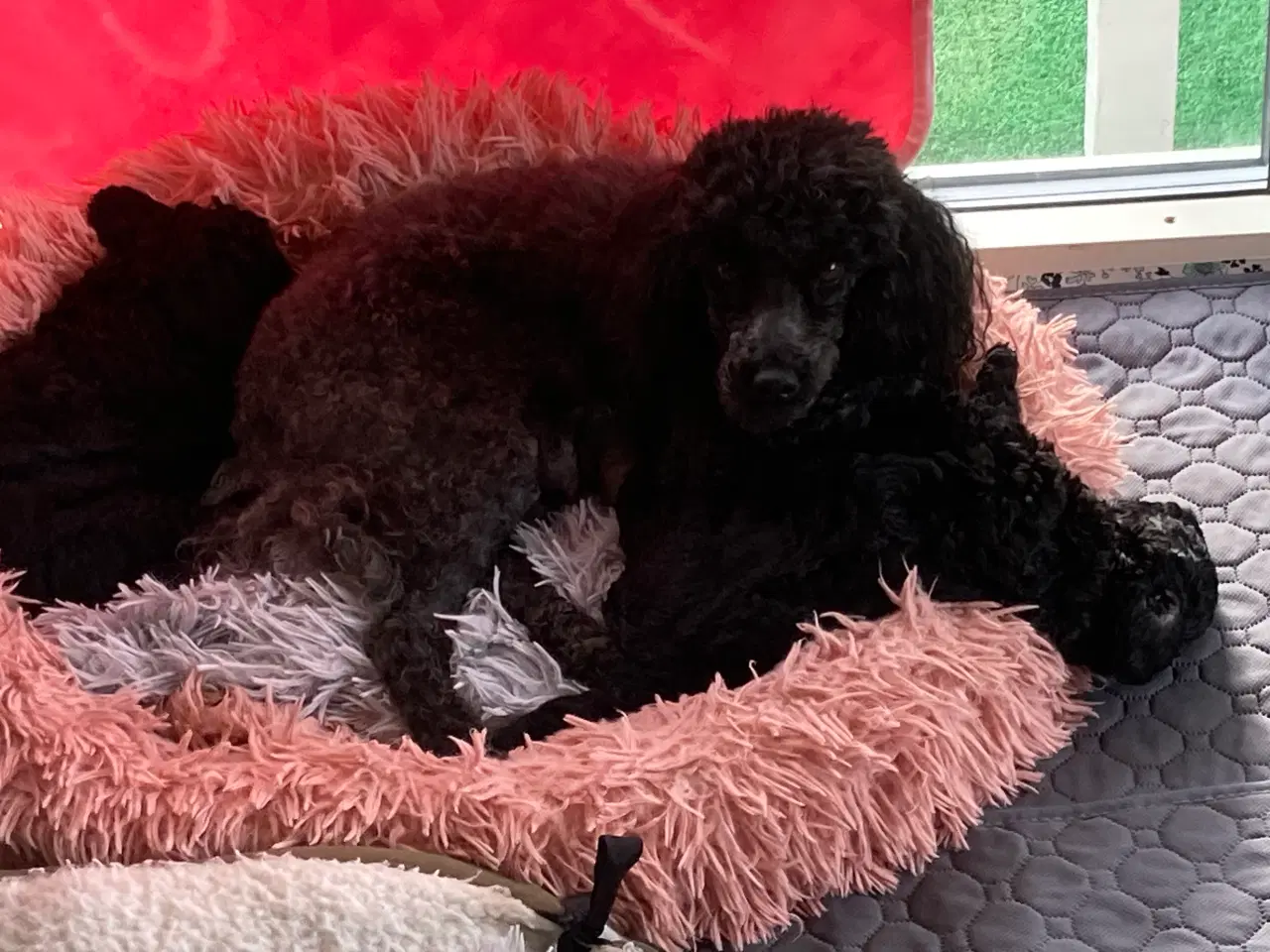 Billede 5 - 5 ugers Dværgpudel drenge