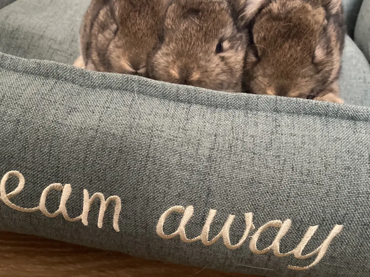 Billede 3 - Kælne dværgvædder 