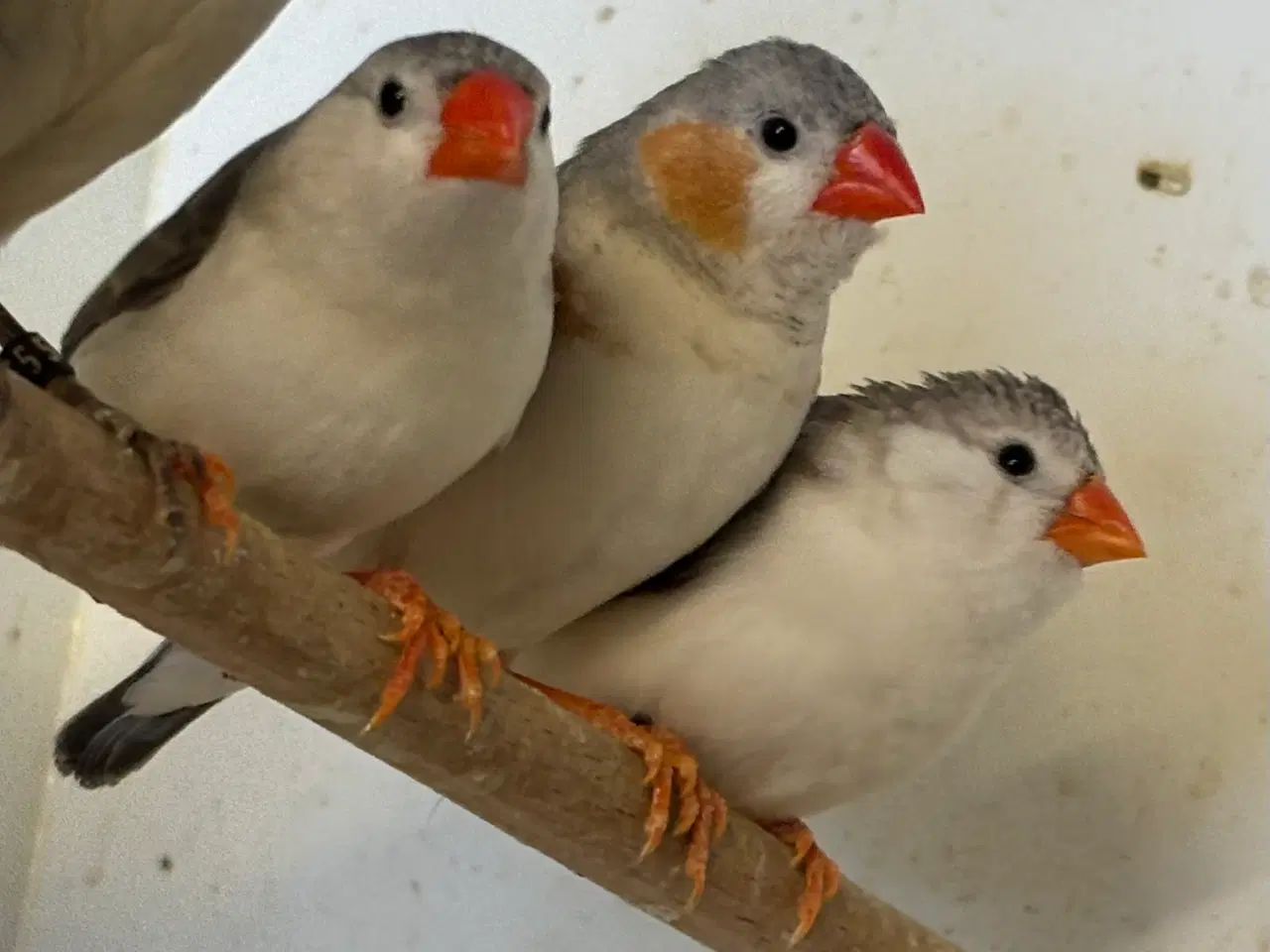 Billede 4 - Hvidbrystet Zebrafinke 