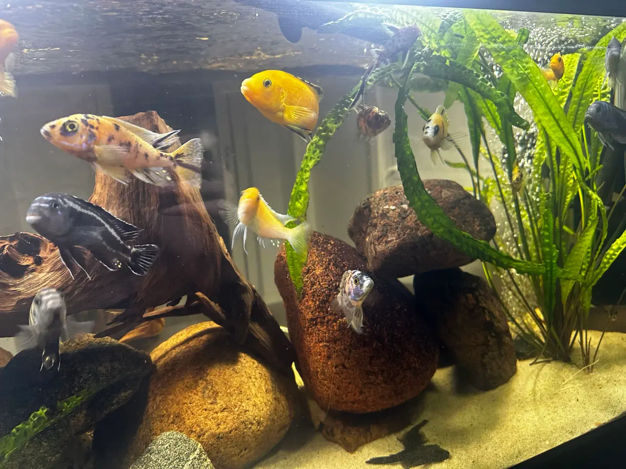 Billede 3 - Malawi og andet