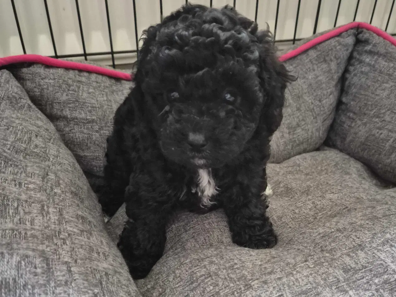 Billede 4 - De skønneste toy/dværgpuddel hvalpe