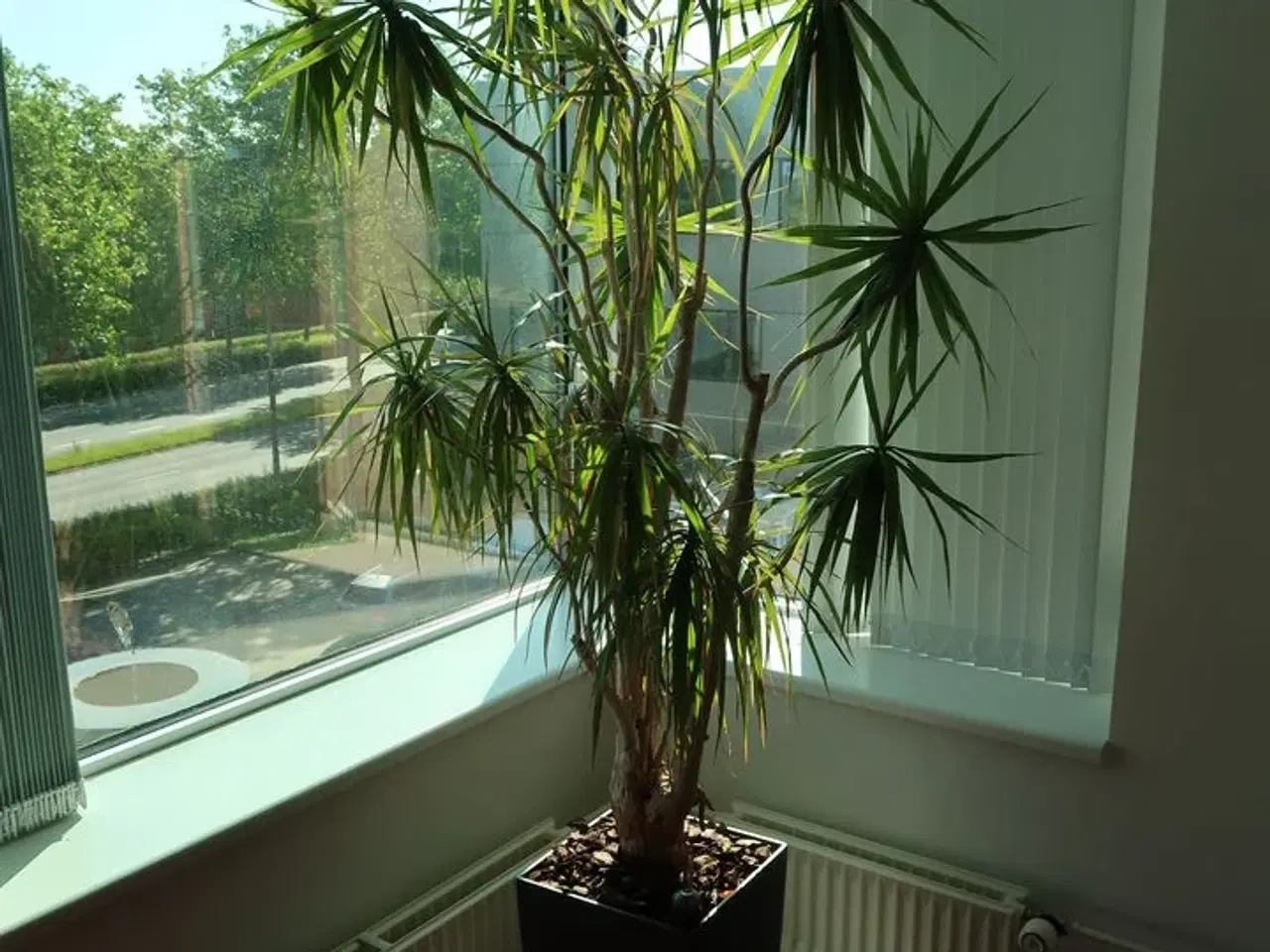 Billede 1 - Plante i krukke