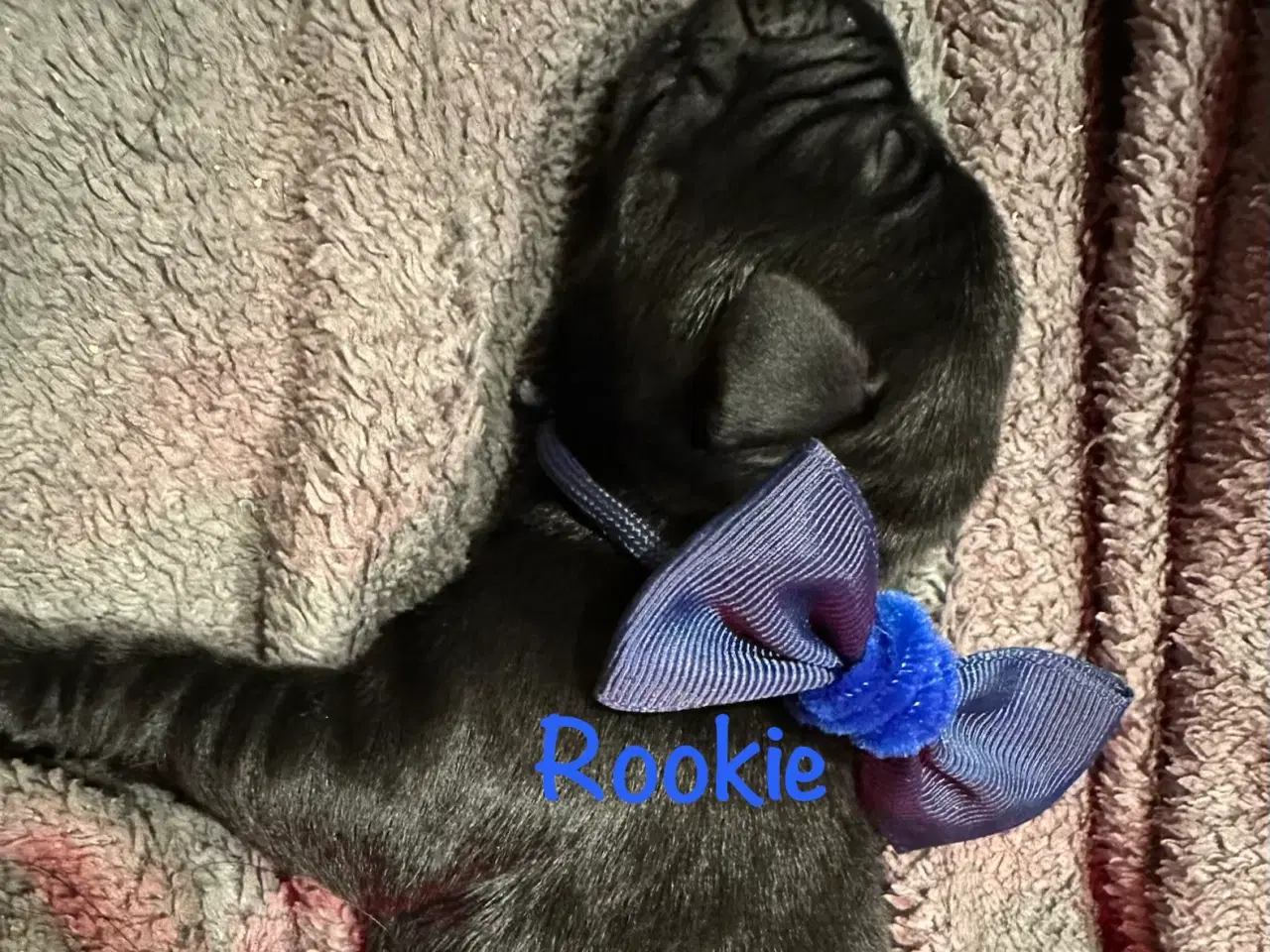 Billede 10 - Lækre Labrador Hvalpe Basser😍 til salg 