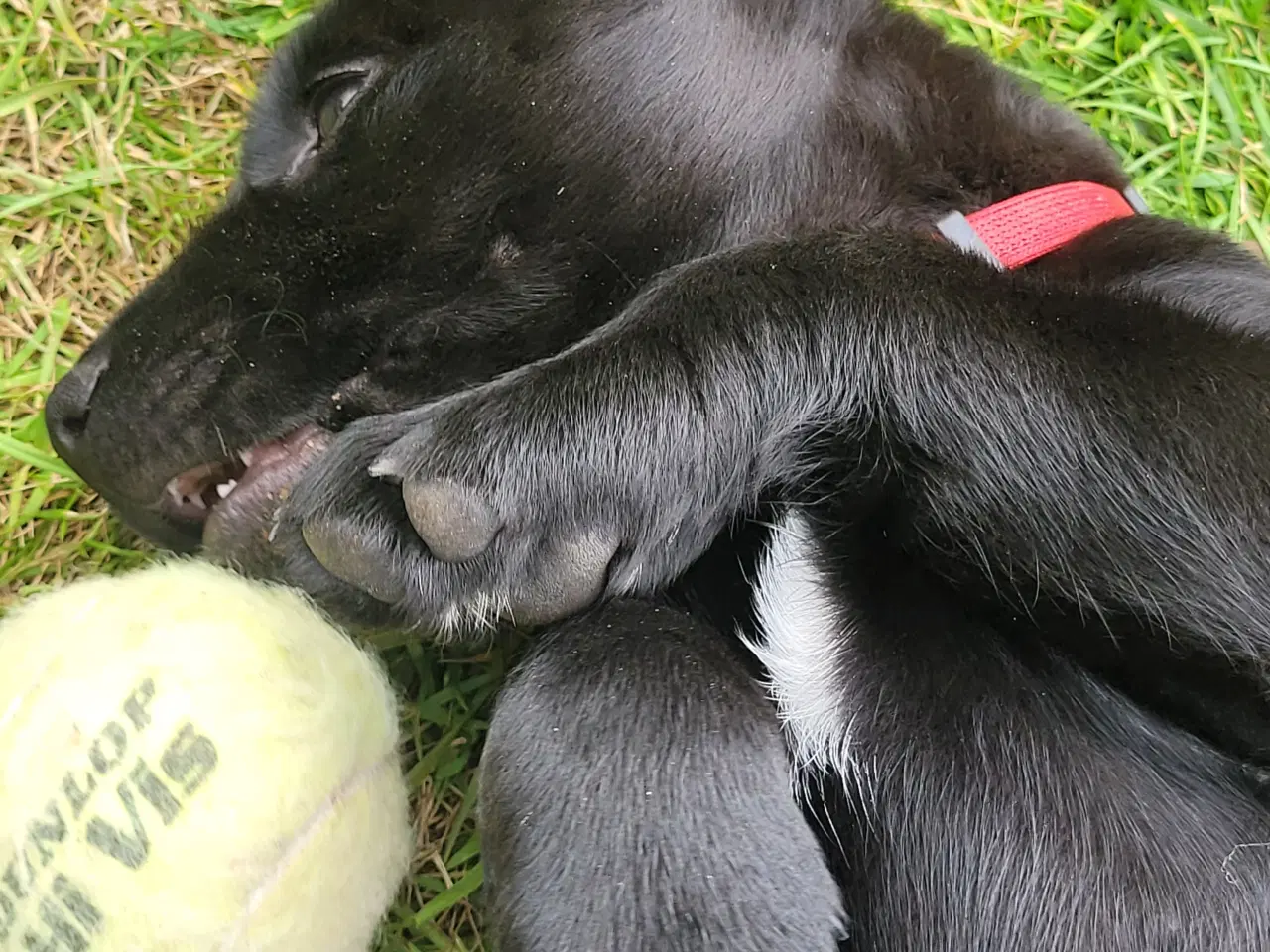 Billede 7 - Labrador formel 1 hunde hvalpe tæve 